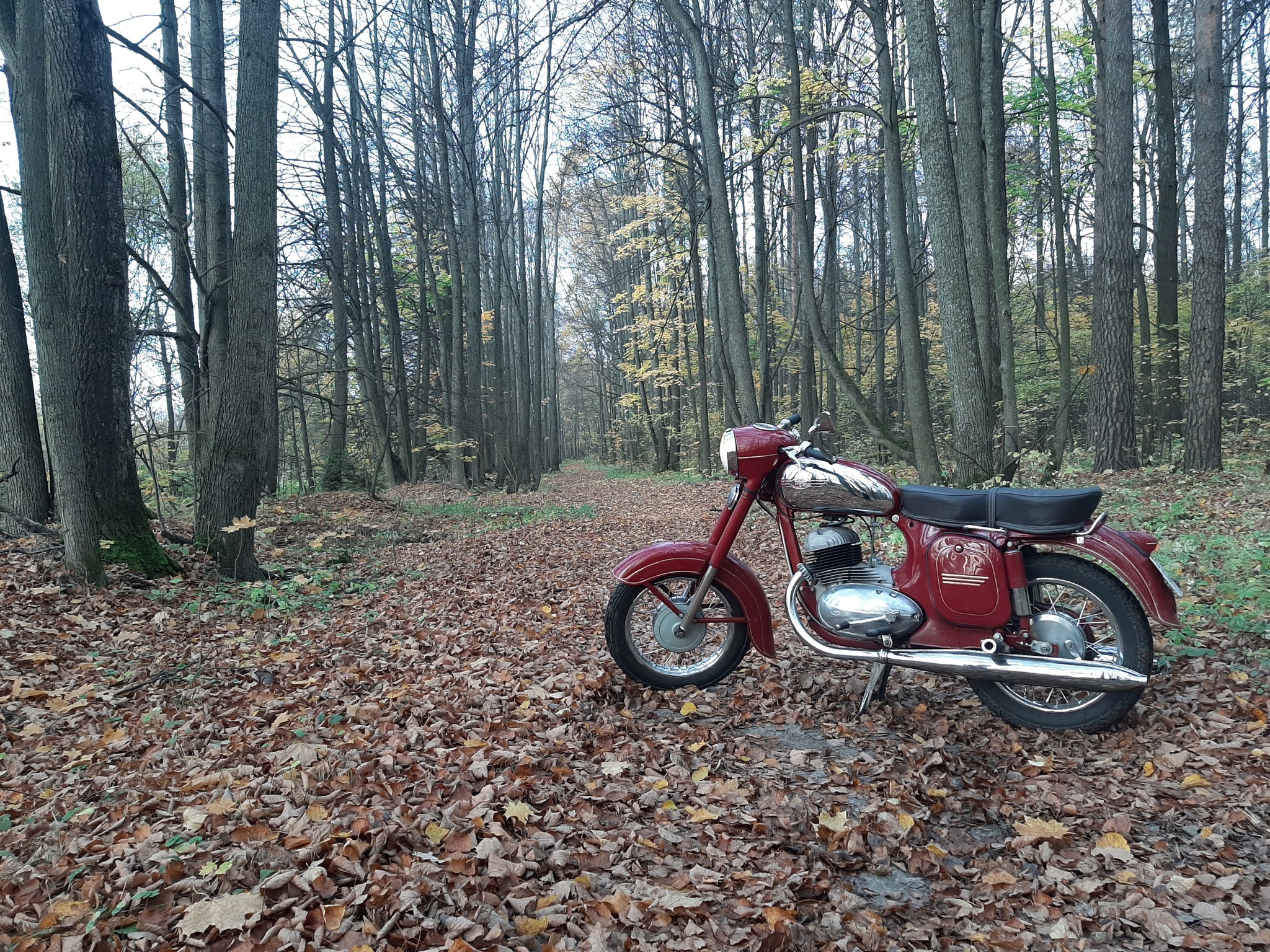 Autumn in the park! - My, Java, Autumn, The park, The photo, Longpost, Moto