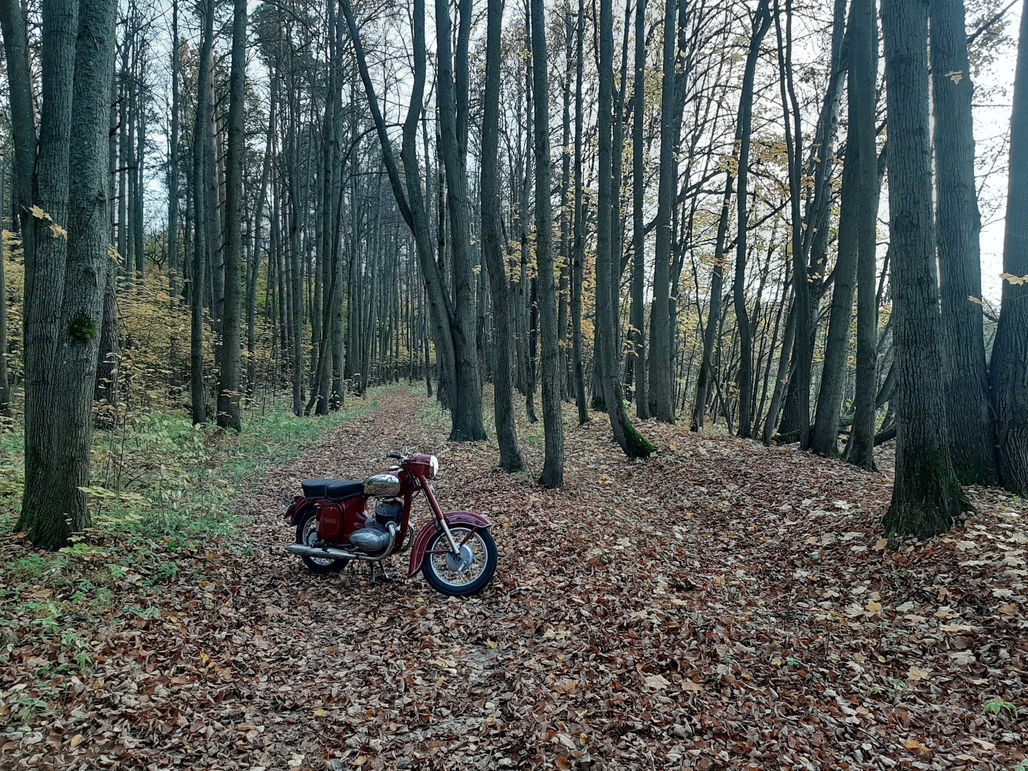 Autumn in the park! - My, Java, Autumn, The park, The photo, Longpost, Moto