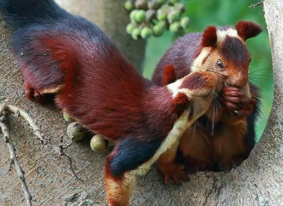 Giant Squirrel: This is not our little thing from the park! A rodent the size of a cat has surpassed all its relatives in size - Animals, Yandex Zen, Longpost, India, Squirrel, Indian Giant Squirrel