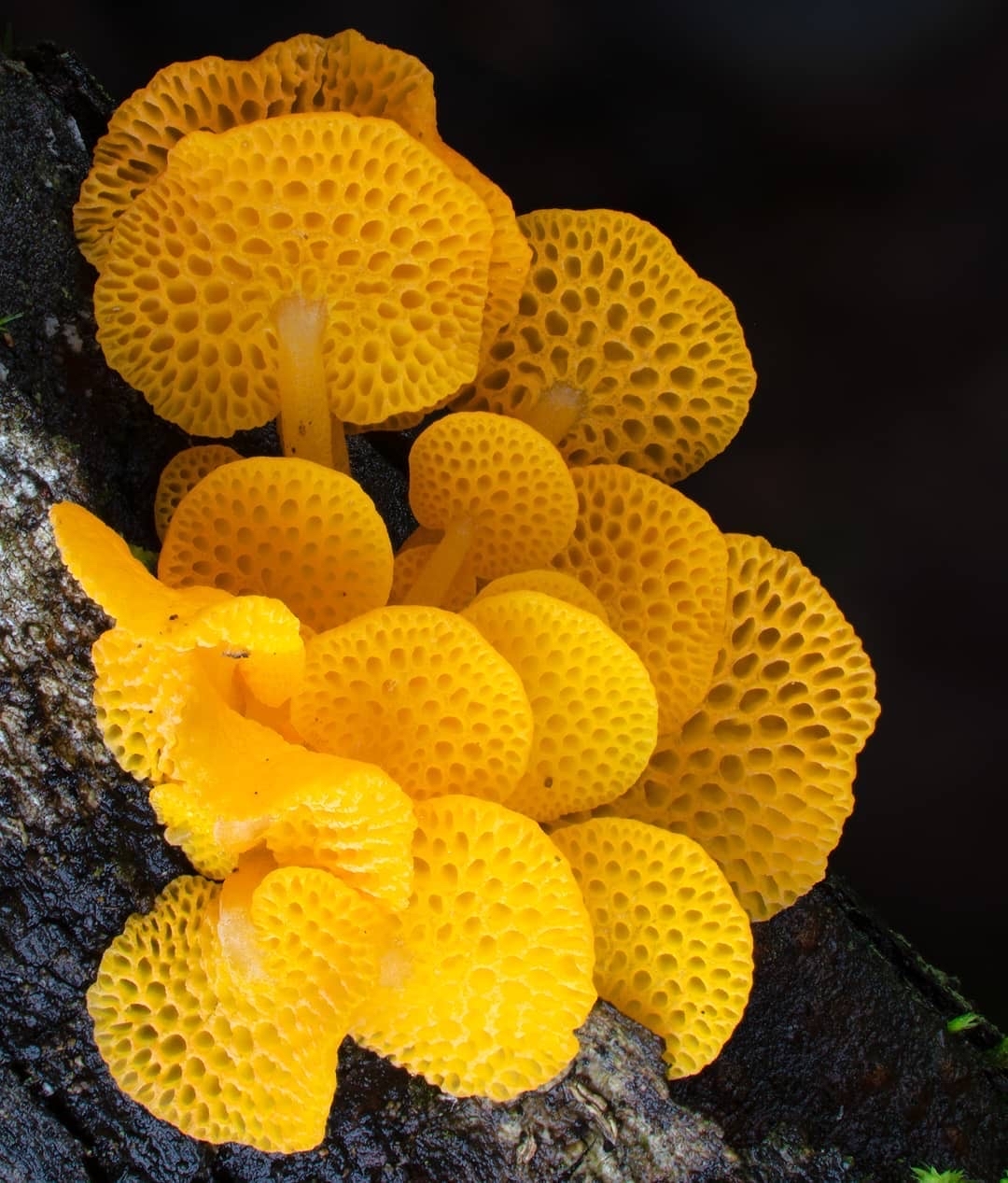 Another selection from the kingdom of mushrooms - Mushrooms, Mycology, Mycelium, Longpost, The photo