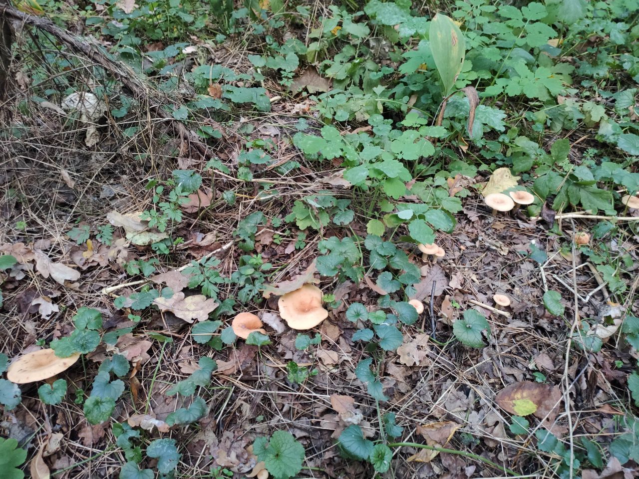 What kind of mushroom is in the photo? - Mushrooms, Forest, Longpost