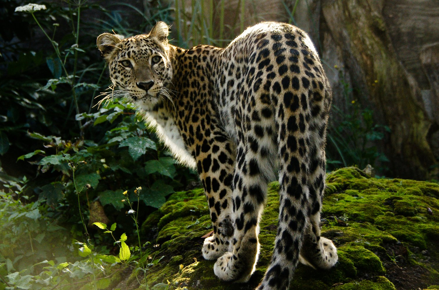 Central Asian leopard - Leopard, Big cats, Wild animals, Rare view, Red Book, Breeding, Caucasus, The national geographic, Longpost, Cat family, Animals