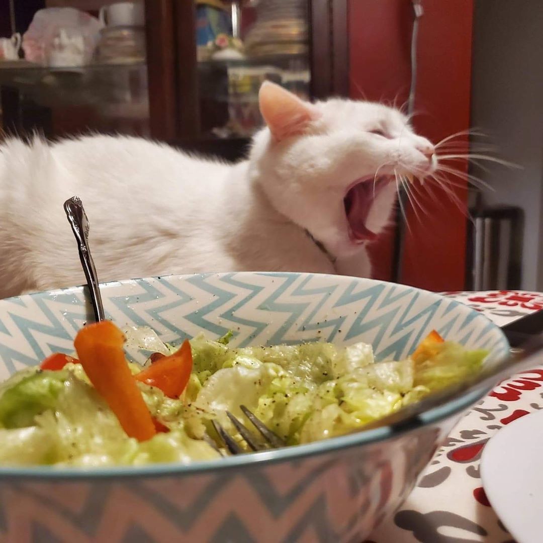 This is what the famous meme cat looks like. His name is Smudge and his main hate is vegetables. - Memes, cat, Longpost, Two women yell at the cat