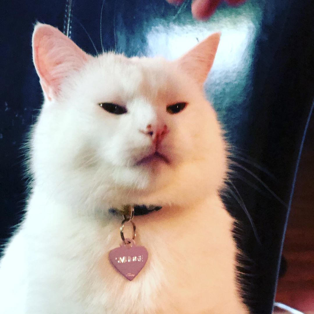 This is what the famous meme cat looks like. His name is Smudge and his main hate is vegetables. - Memes, cat, Longpost, Two women yell at the cat