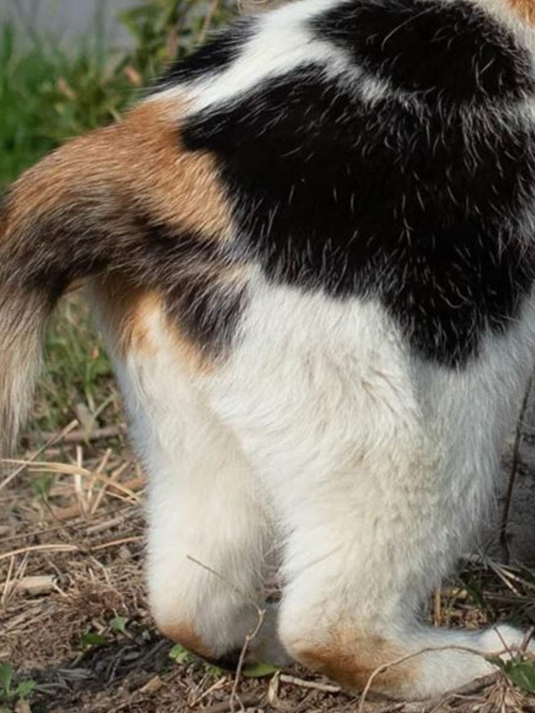 I present to you a cat's ass. In fleece pants) - cat, Booty, Milota, Longpost