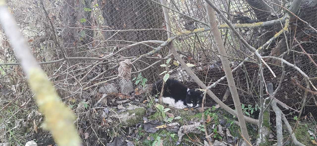 Continuation of the post “The cat spent 2 weeks locked in the apartment without food and water. Now they want to throw him out into the street from the entrance - My, cat, Saint Petersburg, Leningrad region, In good hands, Homeless animals, Pets, Help, Animals, Pet, Happy End, No rating, Reply to post