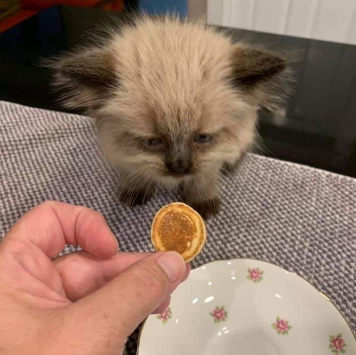 She had a hard day, so they baked her favorite pancakes - cat, Pancakes, The photo, Longpost