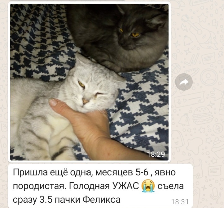 Why did the grandmother in the village never have such problems? No one sterilized and never yelled “save me.” Mystery - My, Kittens, In good hands, Volgograd, Do not do like this