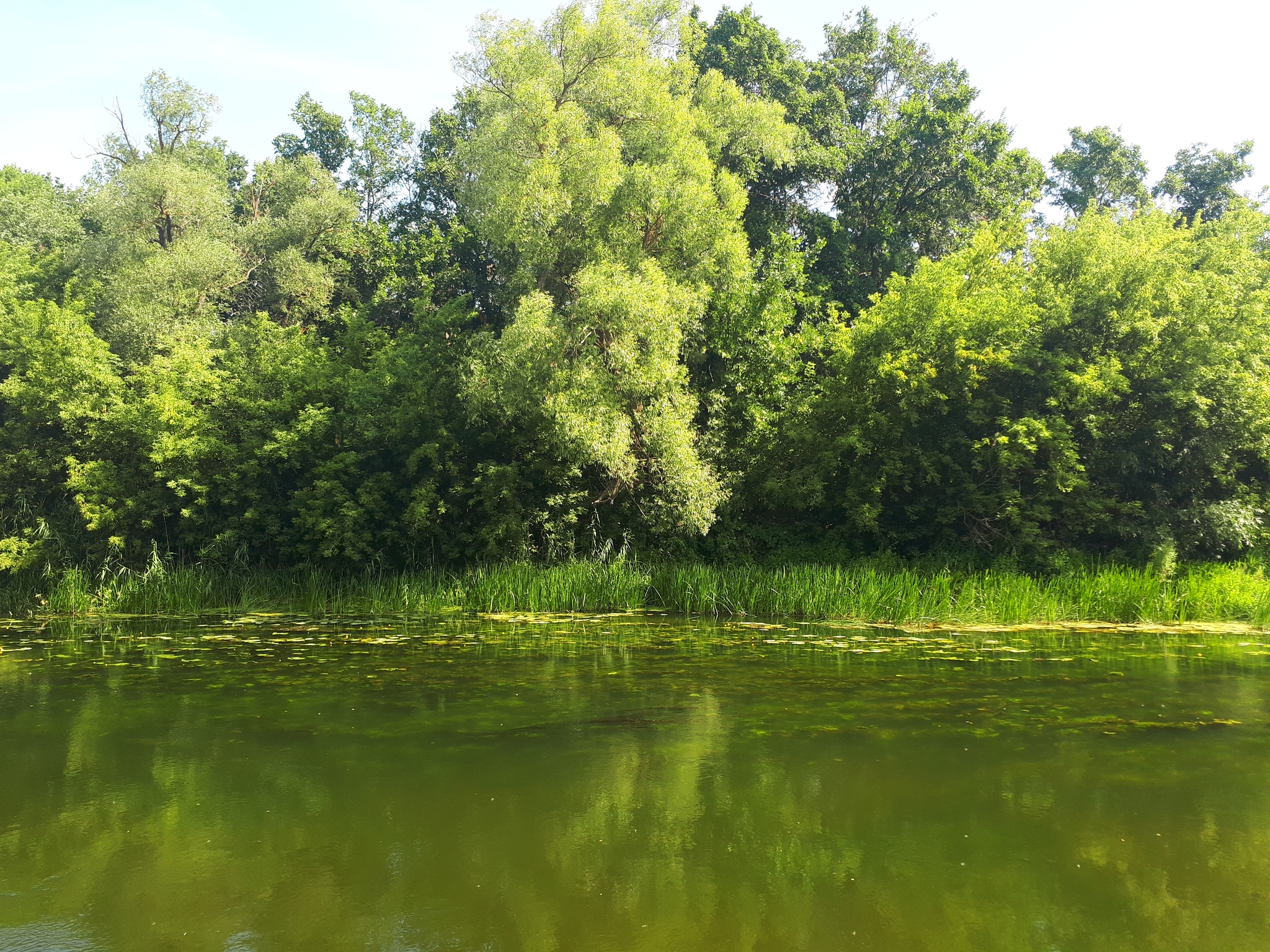 No meaning, just enjoy the view - My, Nature, River, Forest, Longpost