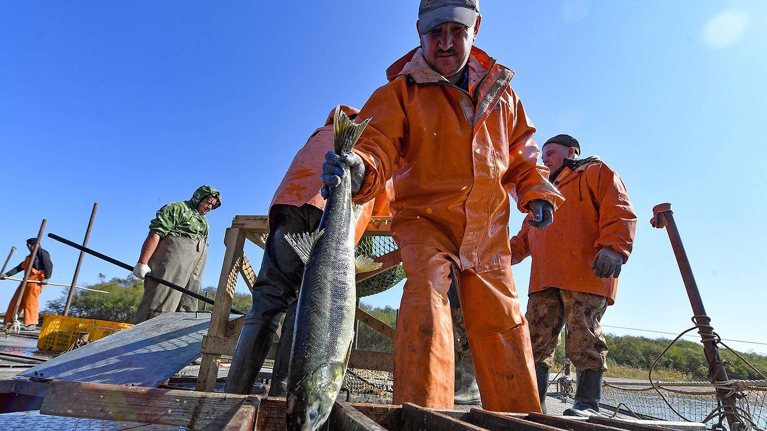 How coastal fishermen catch chum salmon to return new fry to the river - My, Fishing, Caviar, Salmon, Дальний Восток, A fish, Longpost