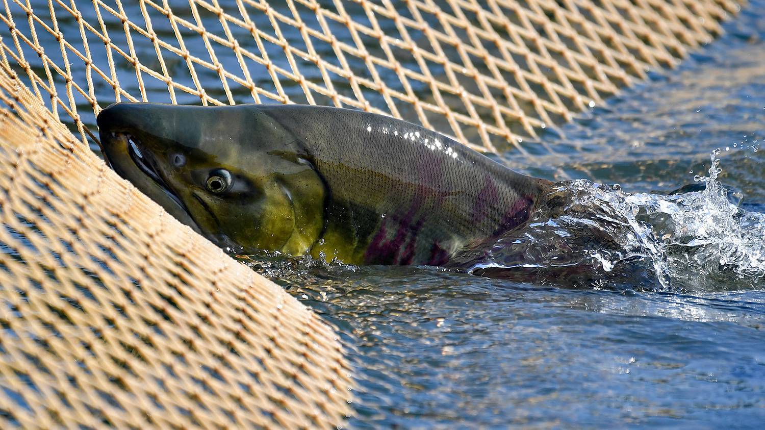 How coastal fishermen catch chum salmon to return new fry to the river - My, Fishing, Caviar, Salmon, Дальний Восток, A fish, Longpost