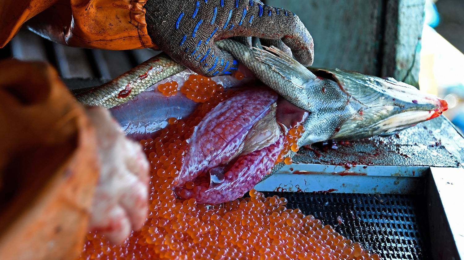 How coastal fishermen catch chum salmon to return new fry to the river - My, Fishing, Caviar, Salmon, Дальний Восток, A fish, Longpost