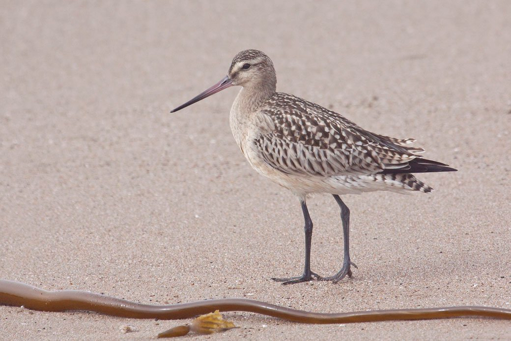 Godwit breaks record for non-stop flight for birds - Birds, Snipe, Flight, Record, The national geographic, Ornithology, Ornithology League, wildlife, Longpost