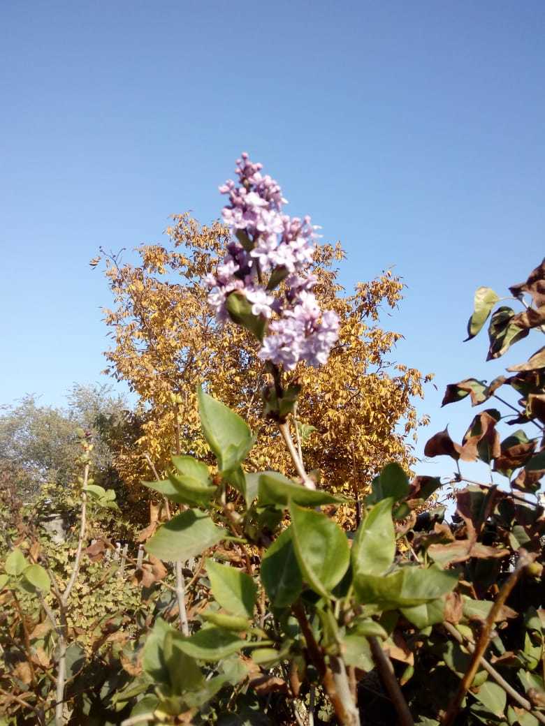 Nature wakes up - My, Lilac, Suddenly, Indian summer