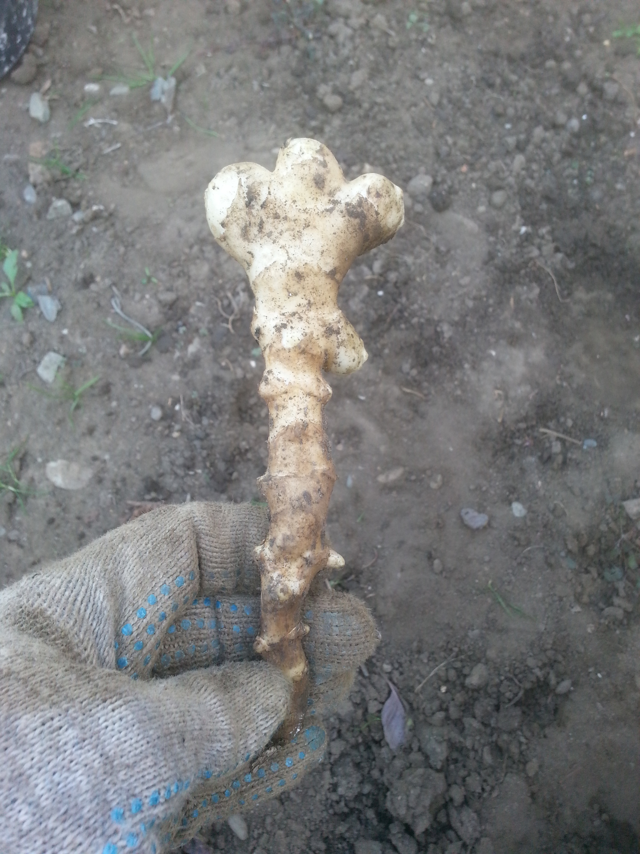 Jerusalem artichoke passes the quarter! - My, Jerusalem artichoke, Sweet potato, Vegetables, Bones, Paws, It seemed, Longpost