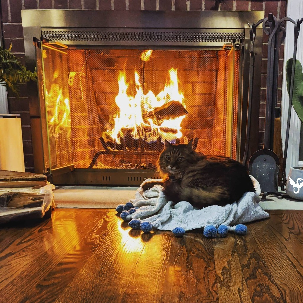 Warm Kitty - cat, Fluffy, Fireplace, Fire, Heat