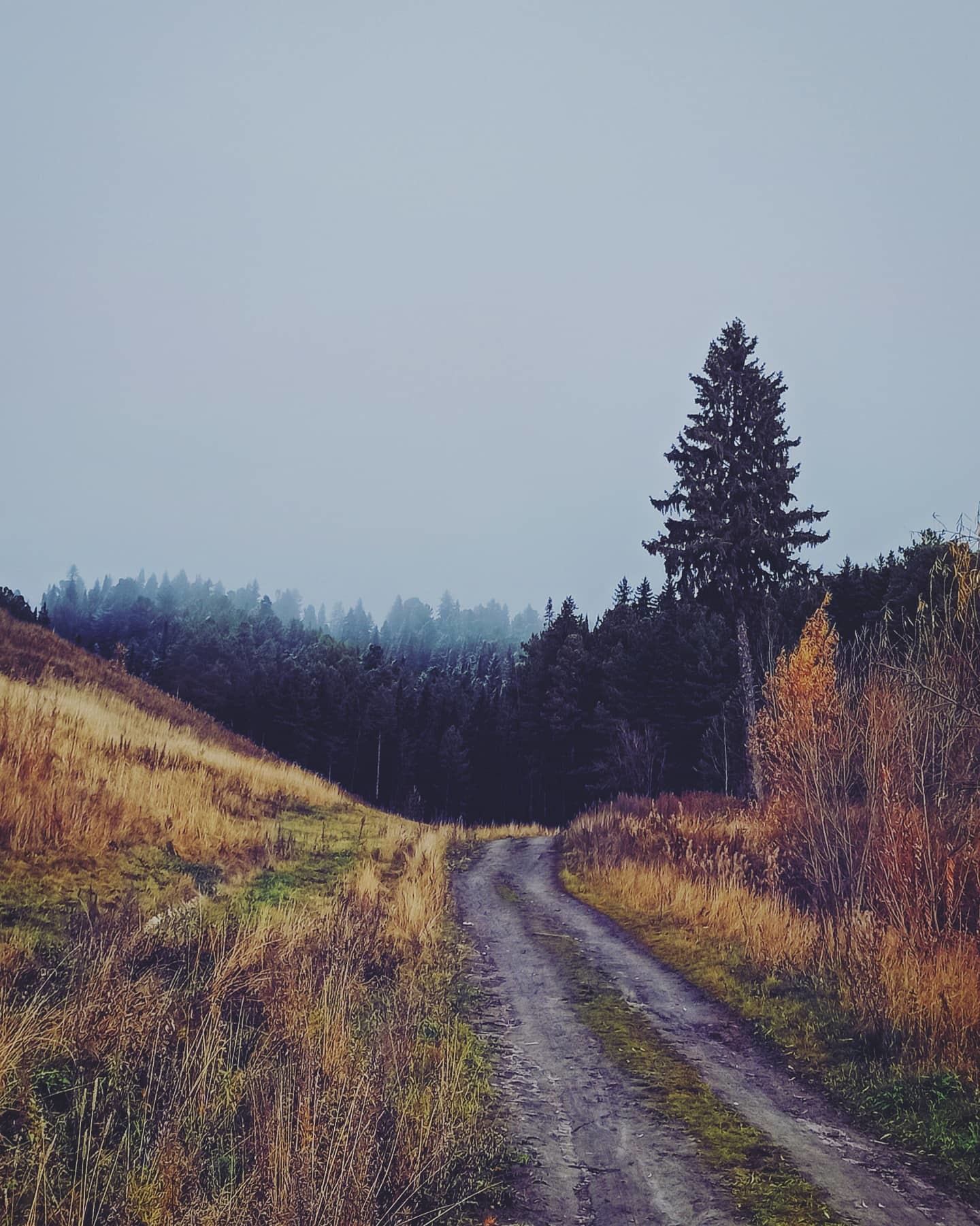 Autumn walks - My, Mobile photography, Autumn, Nature, Fog, Longpost, The photo