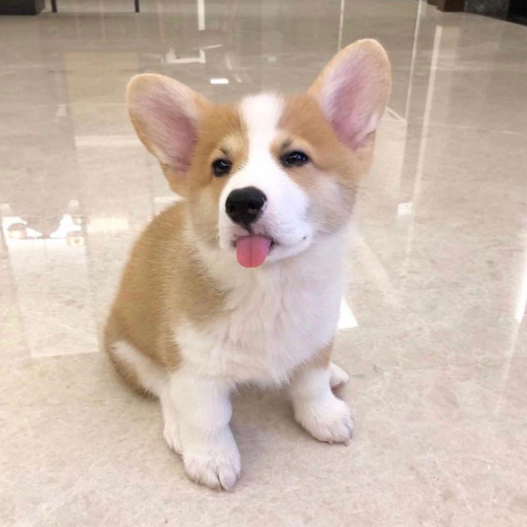 The most understandable emotions - Corgi, Puppies, Milota, Dog, Welsh corgi pembroke, Language