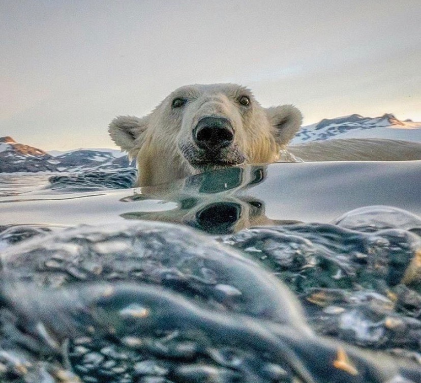 Polar bear bathing - The Bears, Polar bear, The photo