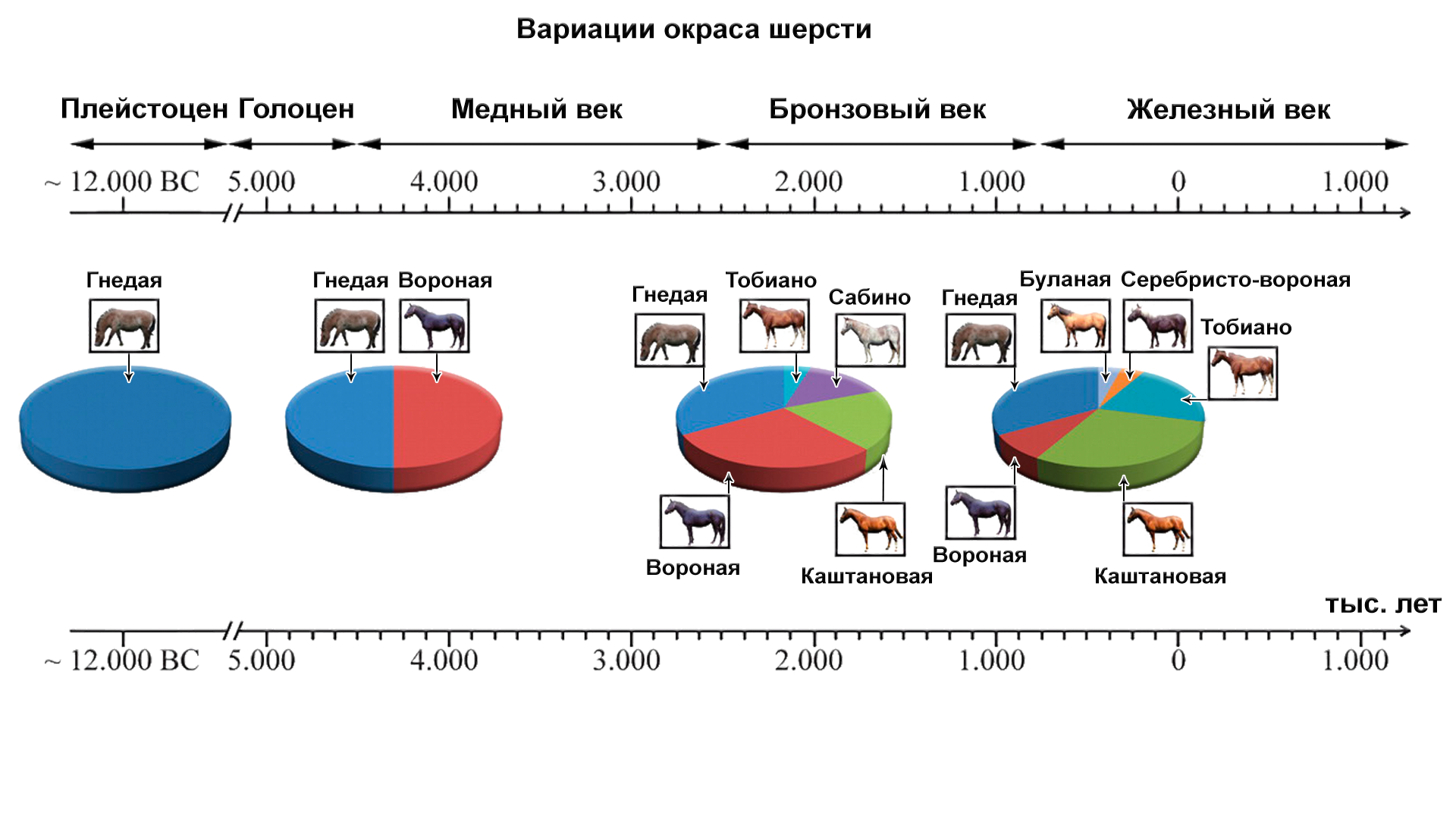 The origin of domestic horses in the Caucasus and Anatolia was clarified by DNA - My, The science, Domestication, Taming, Story, Genetics, Longpost, Anatolia, Horses, Zoology, Video