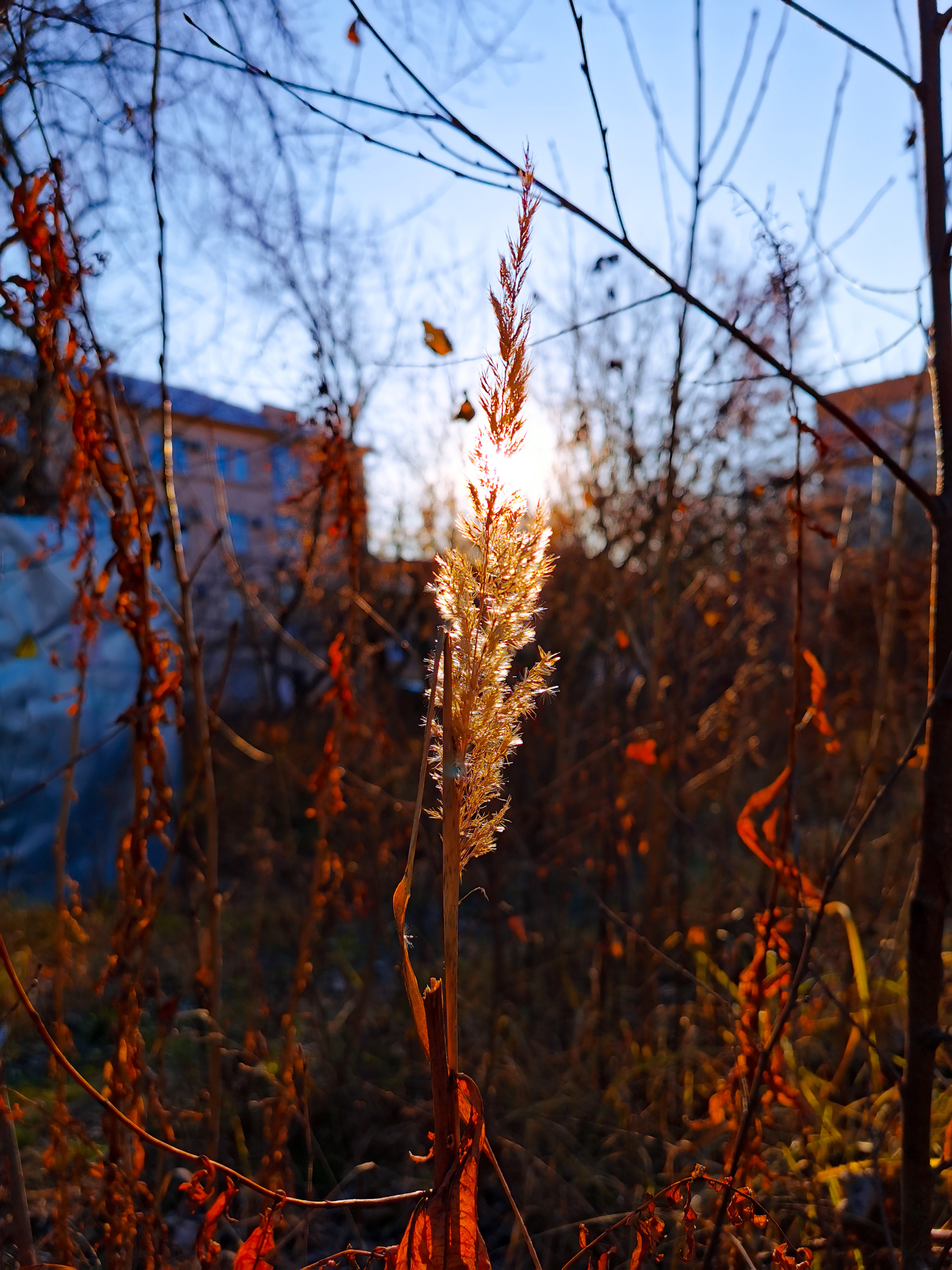 Sunny autumn is always pleasing to the eye, isn’t it?) - My, Moscow, Autumn, The photo, Field