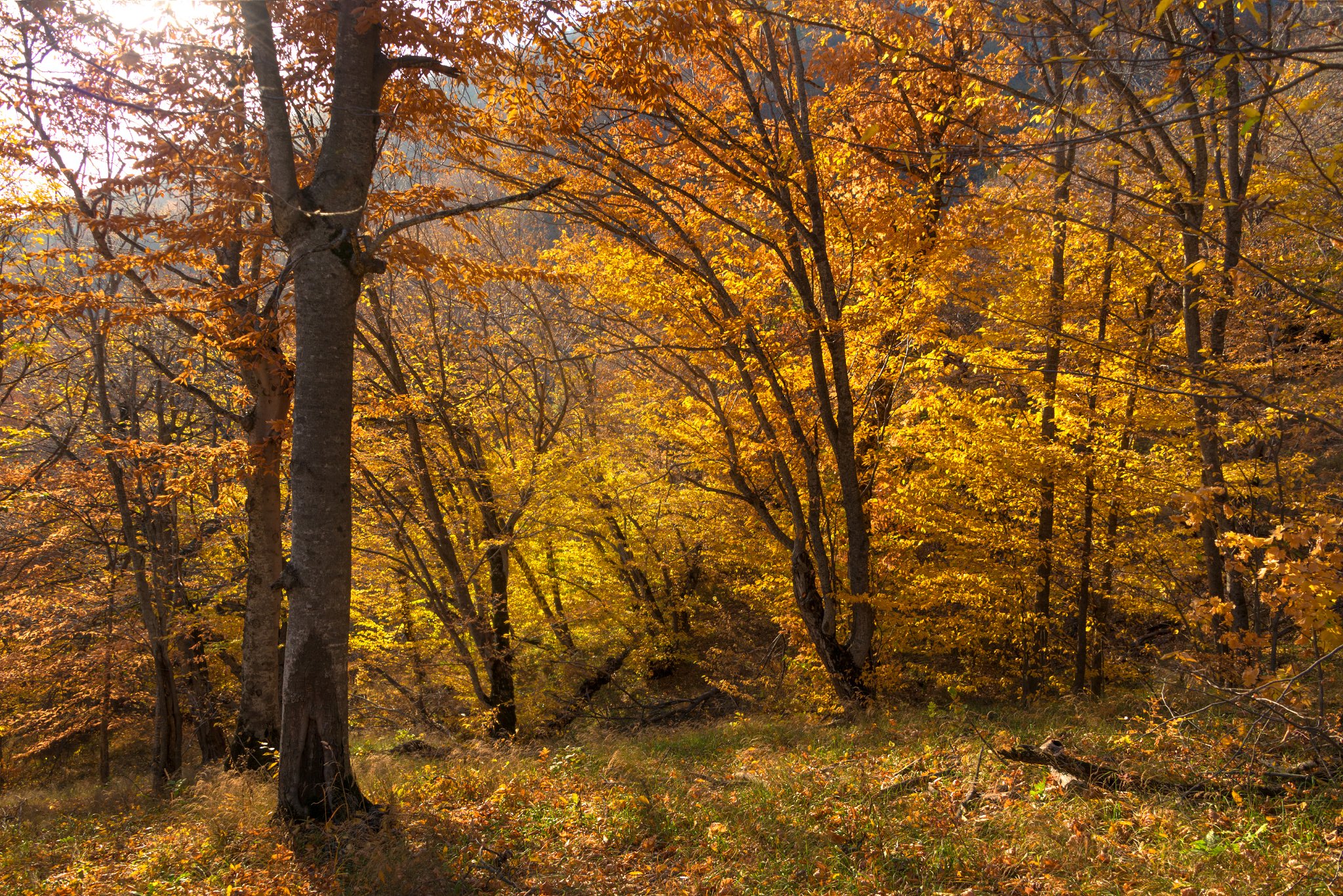 Golden autumn on Mount Beshtau - My, Autumn, Beshtau, October, Nature, Landscape, Longpost, The photo, Autumn leaves