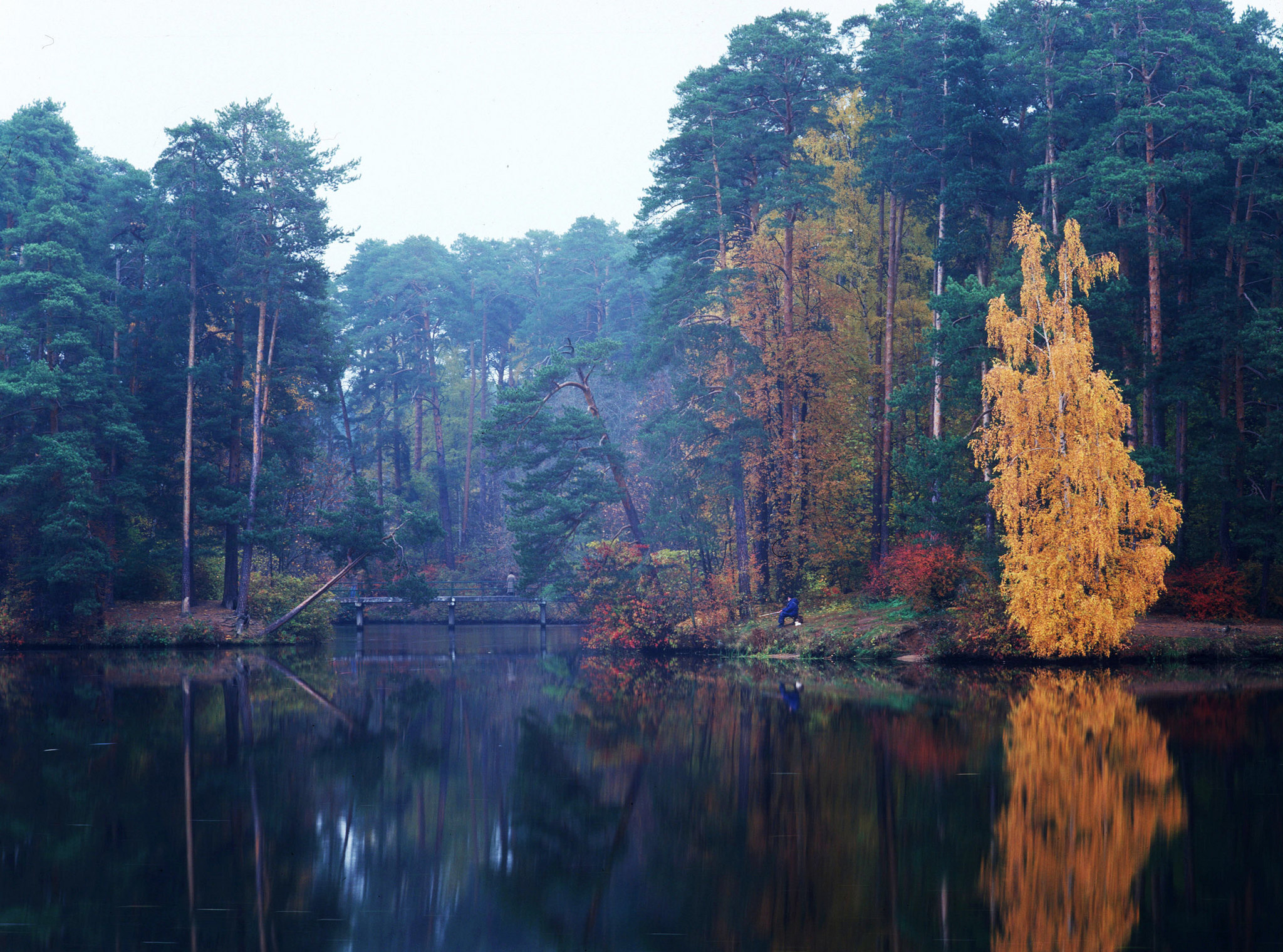 Serebryanoborskoe - My, The photo, Film, Medium format, Pentax 67, Serebryany Bor, Longpost, Nature, Autumn leaves