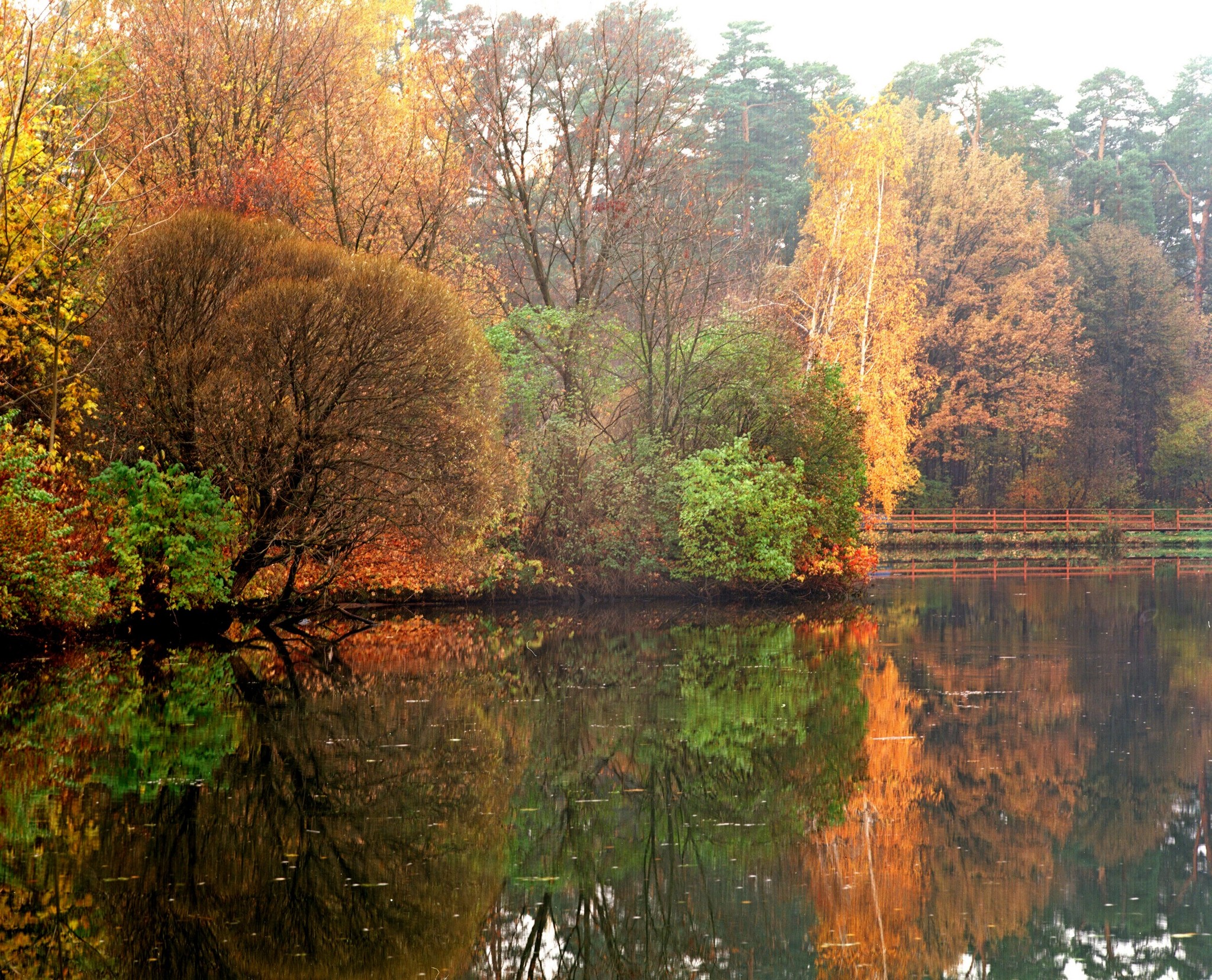 Serebryanoborskoe - My, The photo, Film, Medium format, Pentax 67, Serebryany Bor, Longpost, Nature, Autumn leaves