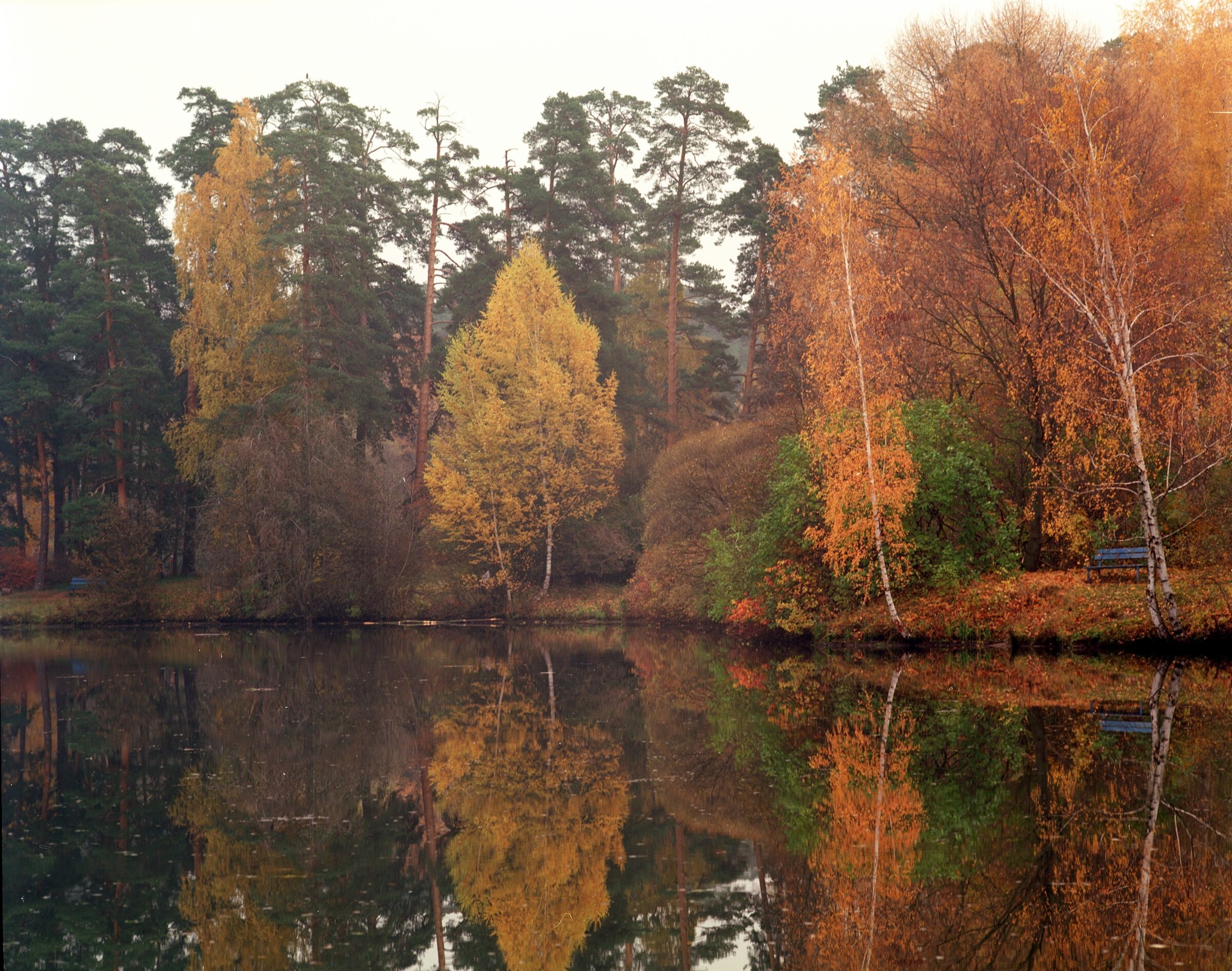 Serebryanoborskoe - My, The photo, Film, Medium format, Pentax 67, Serebryany Bor, Longpost, Nature, Autumn leaves