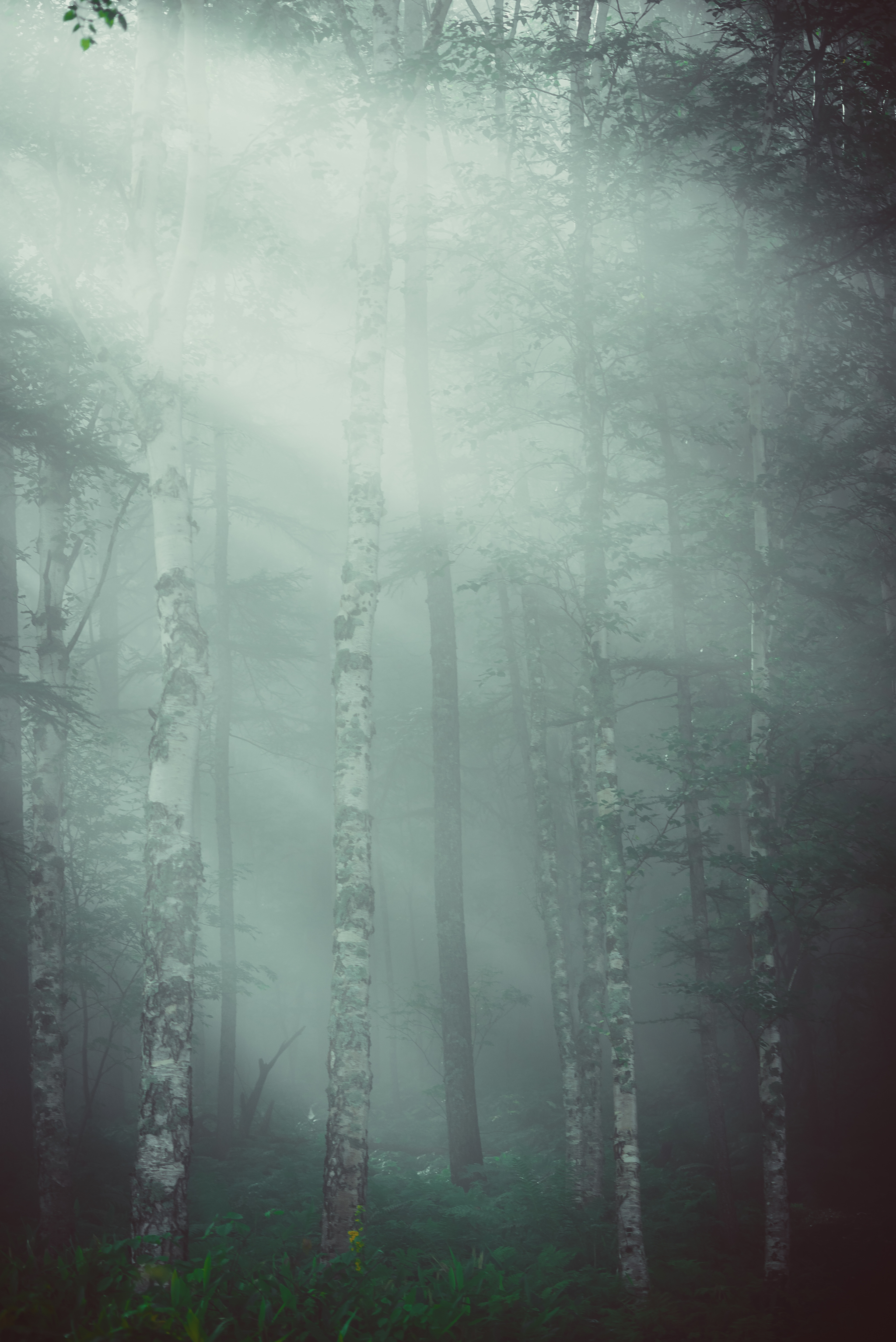 Peace of mind - My, Forest, Fog, Nature, Morning, The sun, Beams, Silence, Atmosphere, Contemplation, Calmness, Yuzhno-Sakhalinsk, Mountain air, Longpost