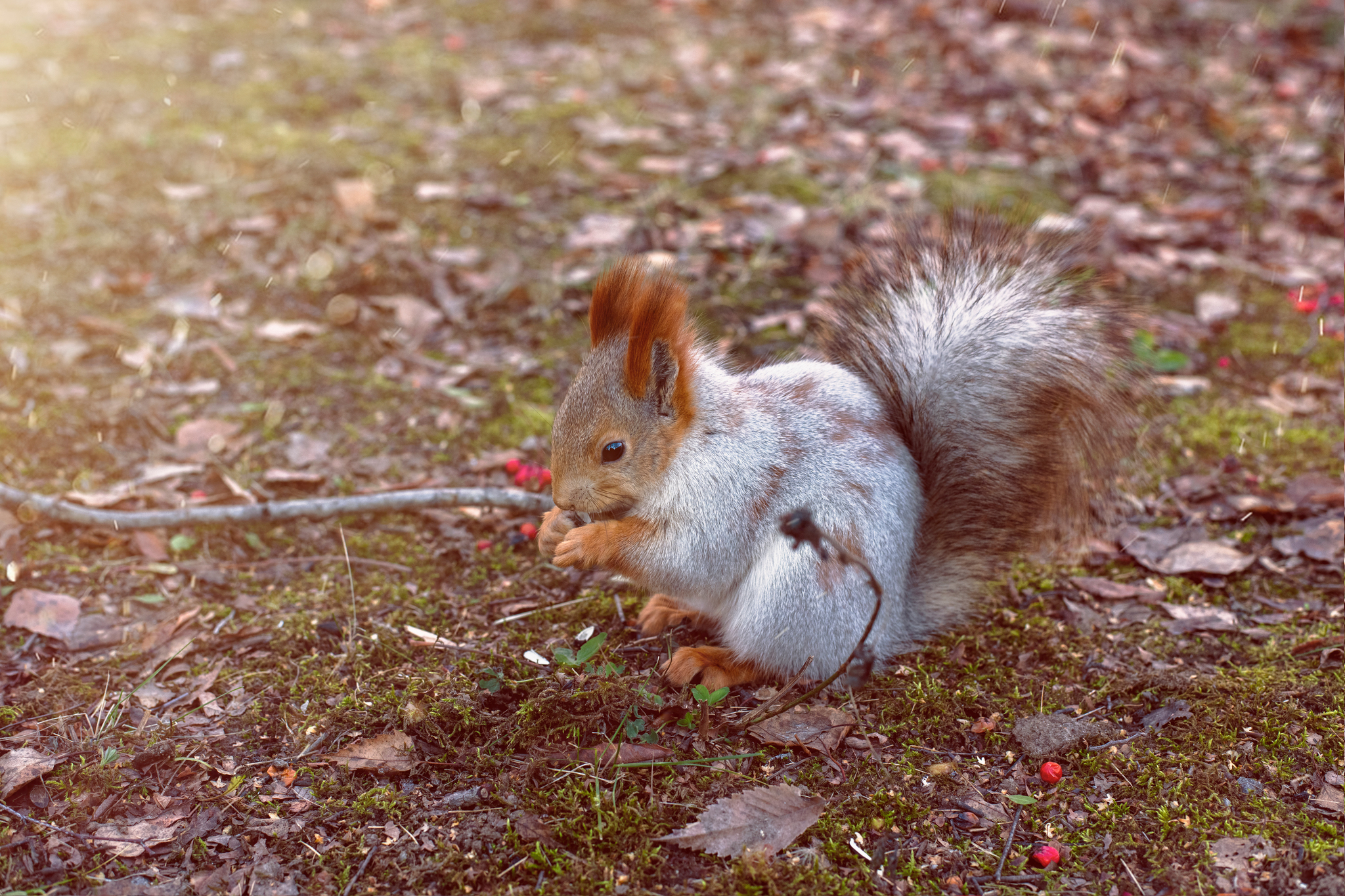 Squirrels - My, Squirrel, Ngpu, Novosibirsk, Video, Longpost