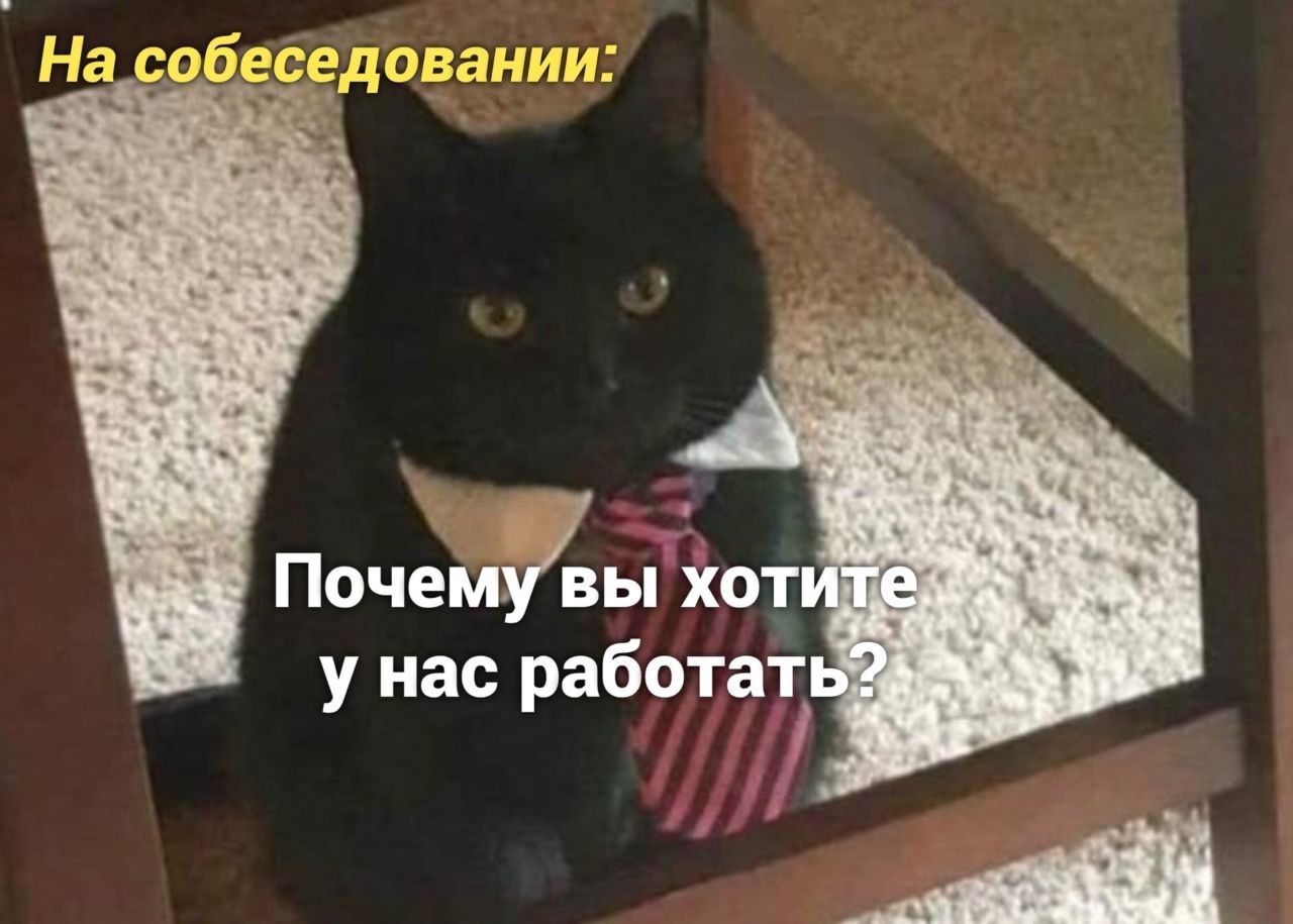 Кот на собеседовании