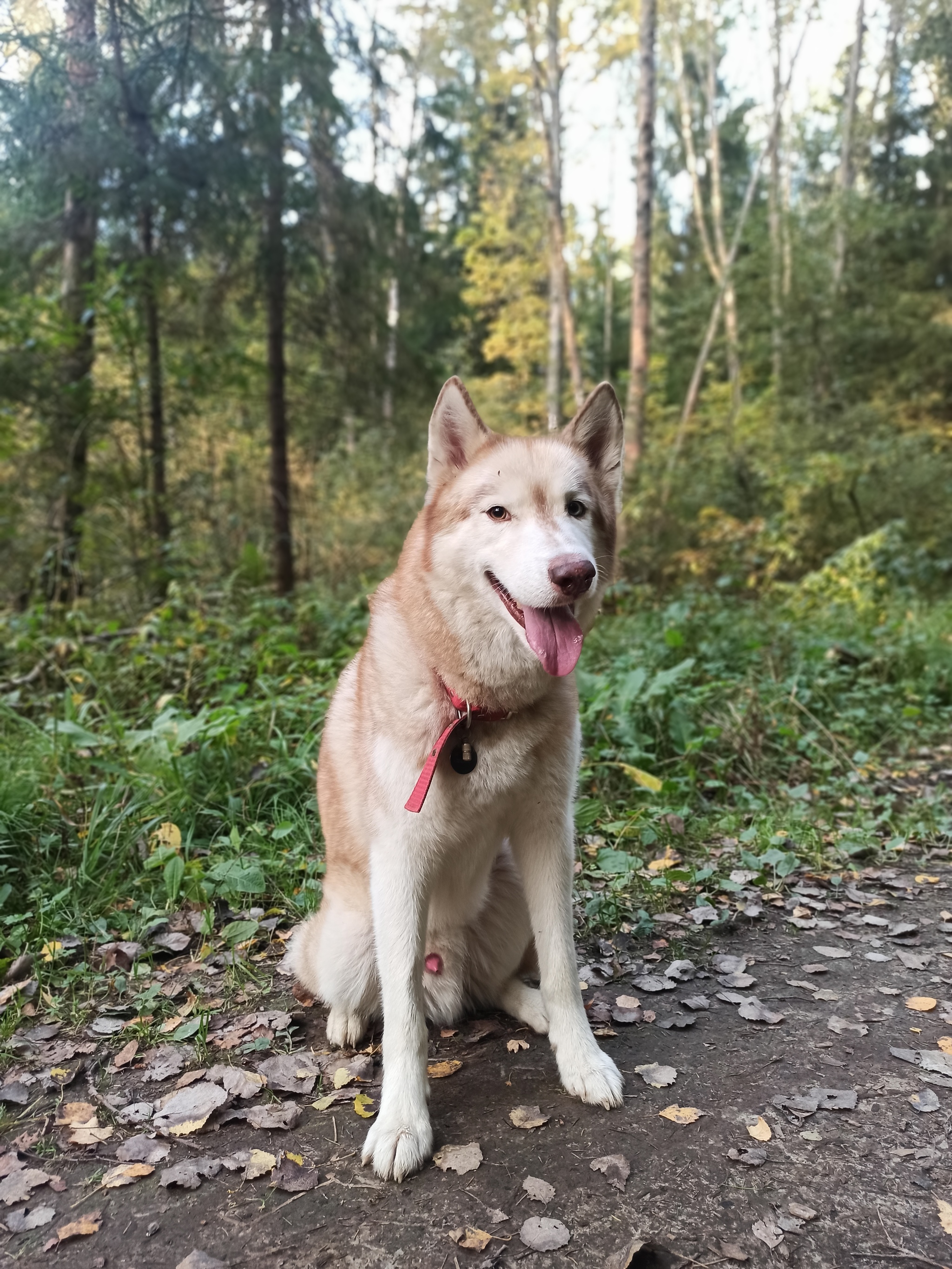 When you want to take a pretentious photo in the style of Lone Wolf, but your dog is not very funny - My, Husky, Dog, Unstoppable fun, Longpost