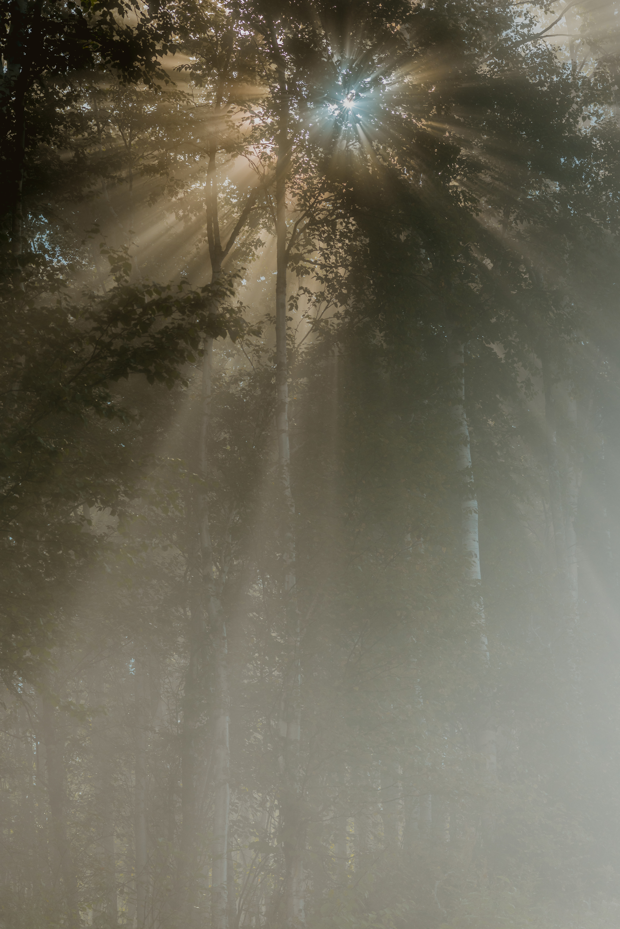 Magic of the Forest - My, Forest, Nature, Fog, The sun, Beams, Light, Morning, Atmosphere, Silence, Calmness, Contemplation, Space, Longpost