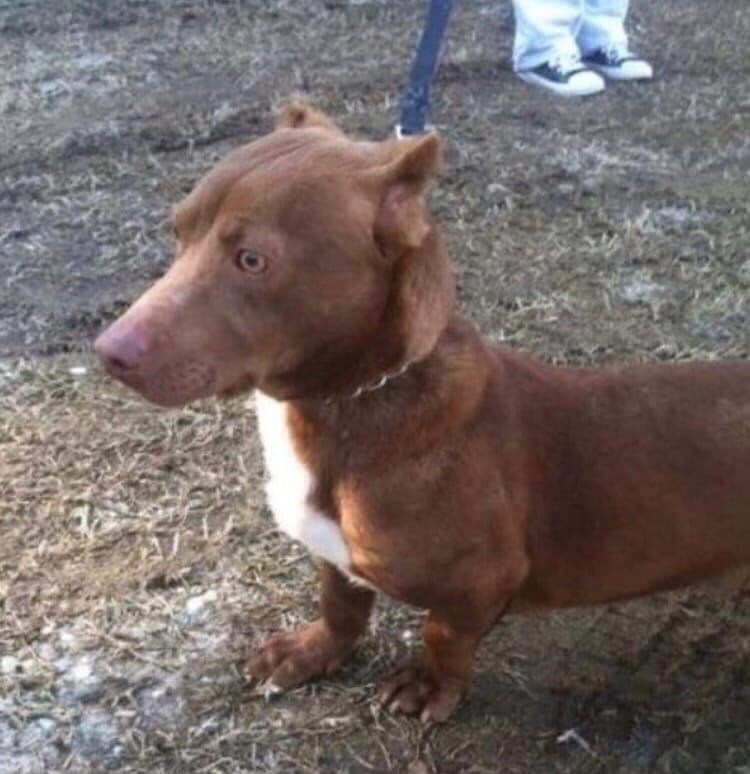 Breeders decided to cross Pitbull and Dachshund dogs - Pitbull, Dachshund, Dog, Mestizo, Hybrid, Longpost