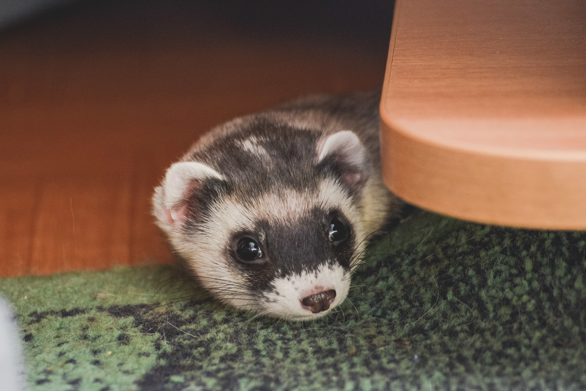 Steppe ferret in the apartment - My, Ferret, Animals, Krasnoyarsk, Longpost