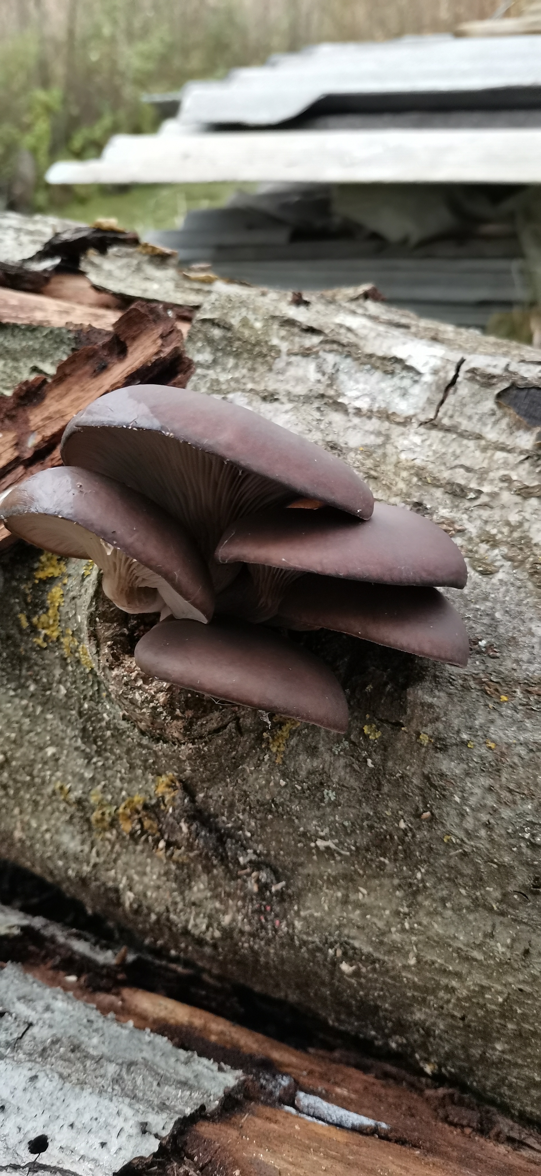 What kind of mushrooms? - My, Mushrooms, Question, Longpost