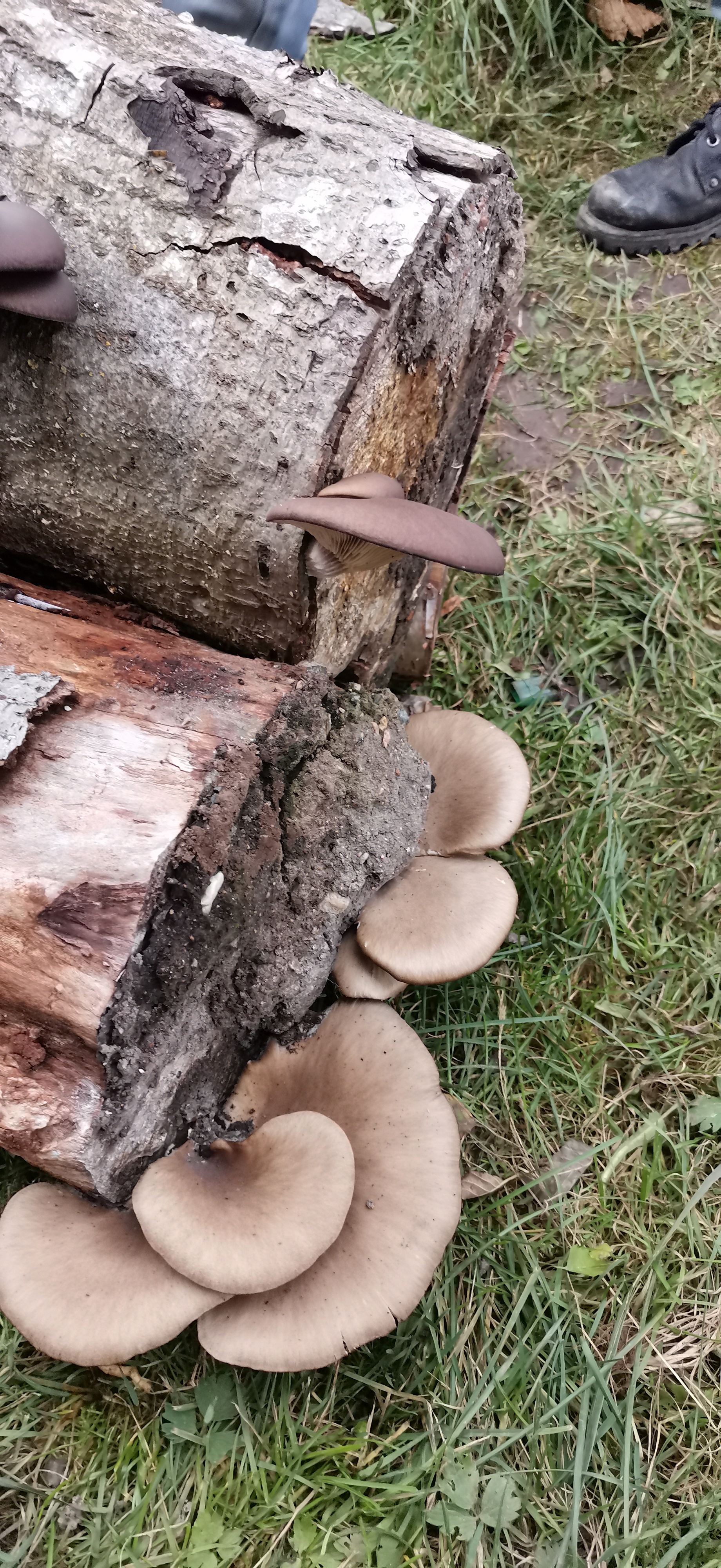 What kind of mushrooms? - My, Mushrooms, Question, Longpost