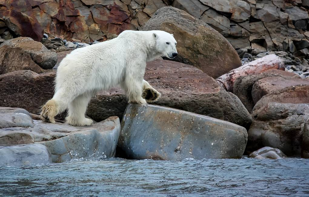 By the sea, by the blue sea... - The Bears, Polar bear, Predator, Wild animals, Global warming, Fight for survival, Arctic, Oddities, Longpost