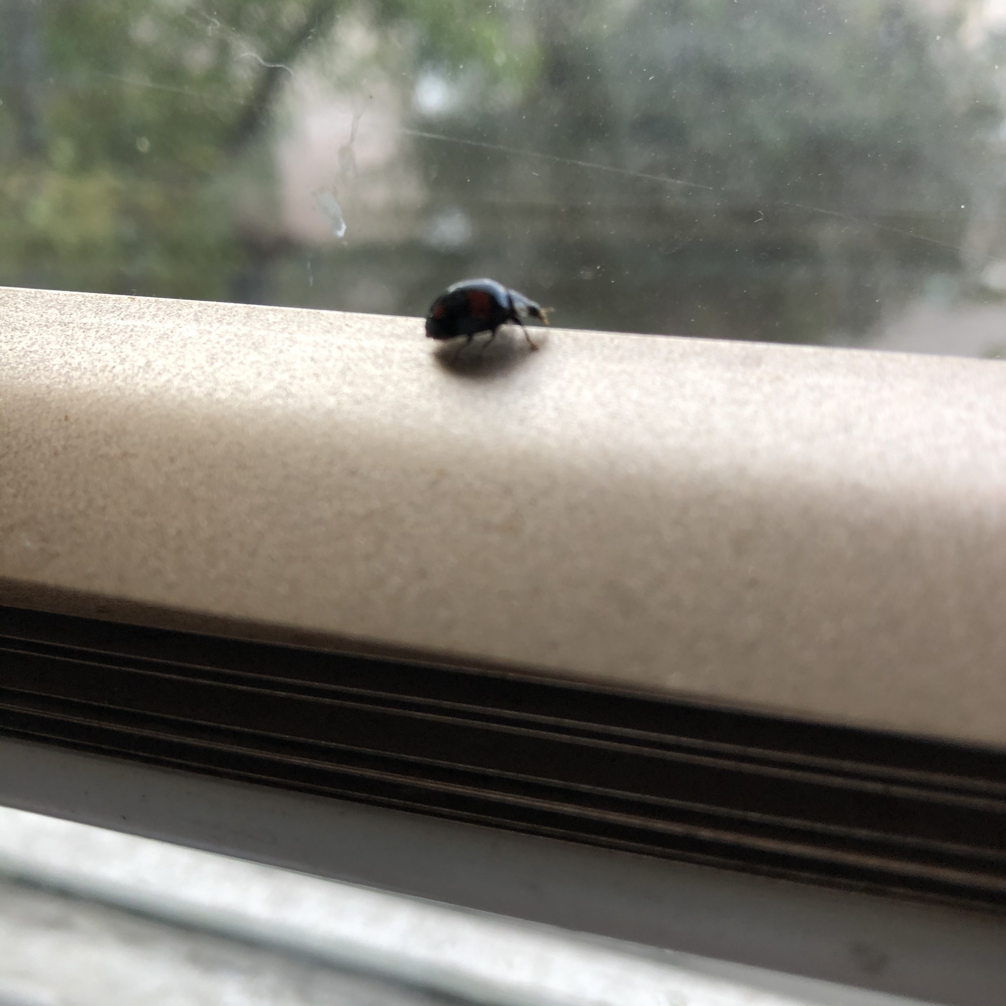 Because I'm black? - ladybug, Insects, The photo, Black, Longpost