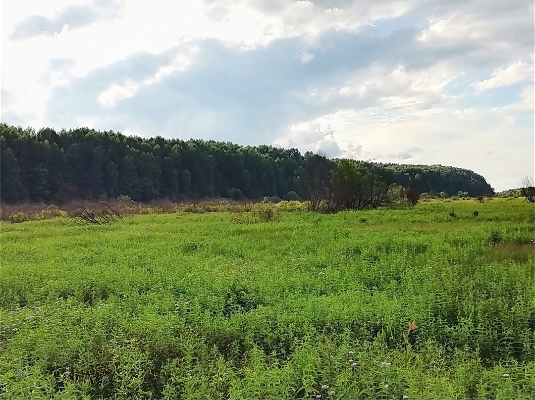 Nature of the village (Vetluzhsky, Nizhny Novgorod region) - My, The nature of Russia, Nizhny Novgorod, Nature comes to life, Nature, Longpost