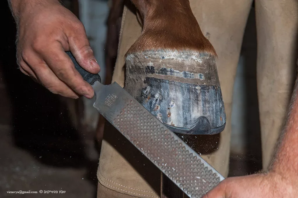 Does it hurt a horse when nails are driven into its hoof and a horseshoe is placed on it? - Horses, Pets, Animals, Longpost, Hooves, Blacksmith, Horseshoe, Yandex Zen