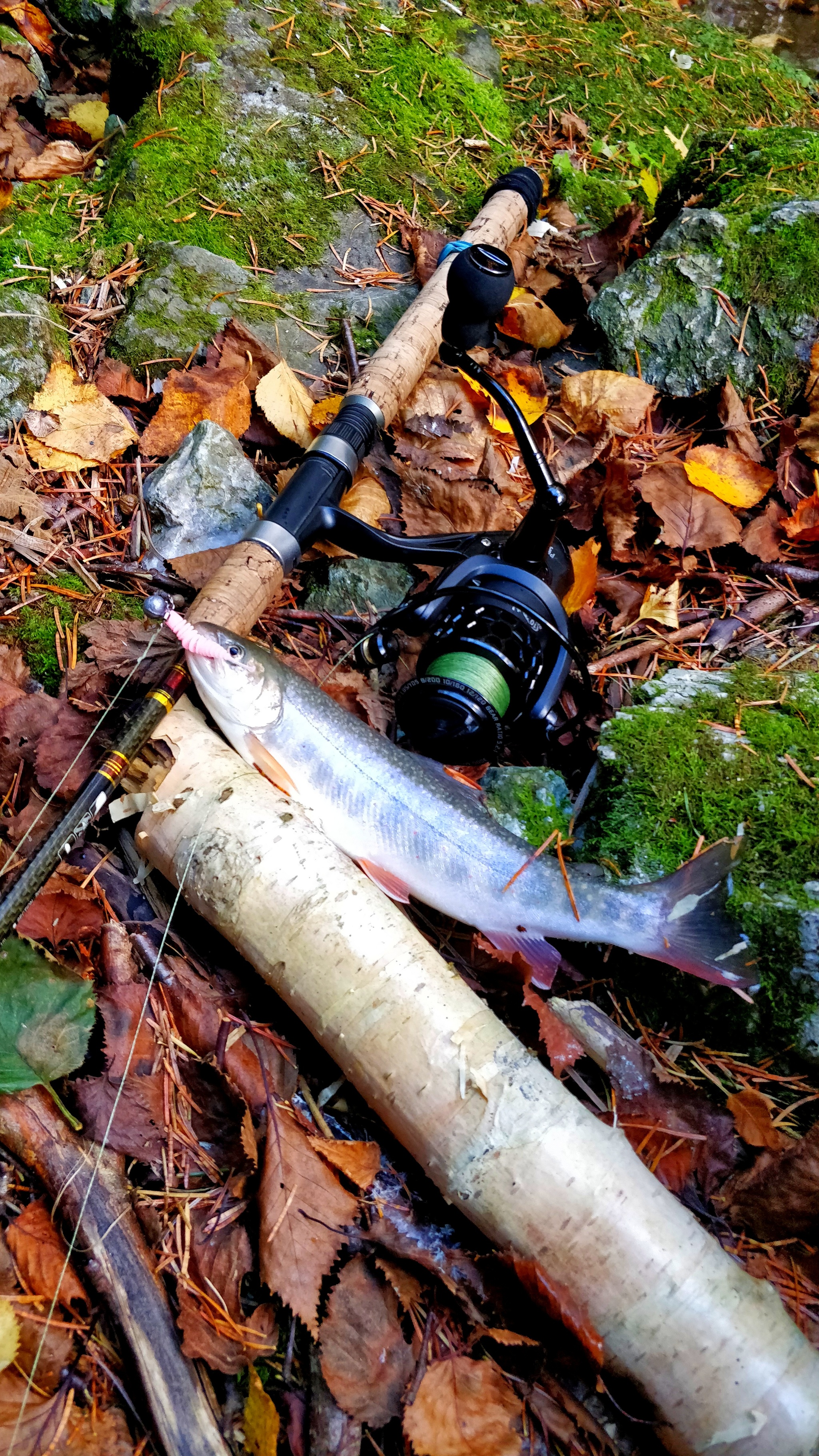 We catch char with a rubber worm on Sakhalin. Spawning river full of salmon eggs - My, Loach, Fishing, Sima, Sakhalin, Sakhalin Region, Pink salmon, Coho salmon, Video, Longpost