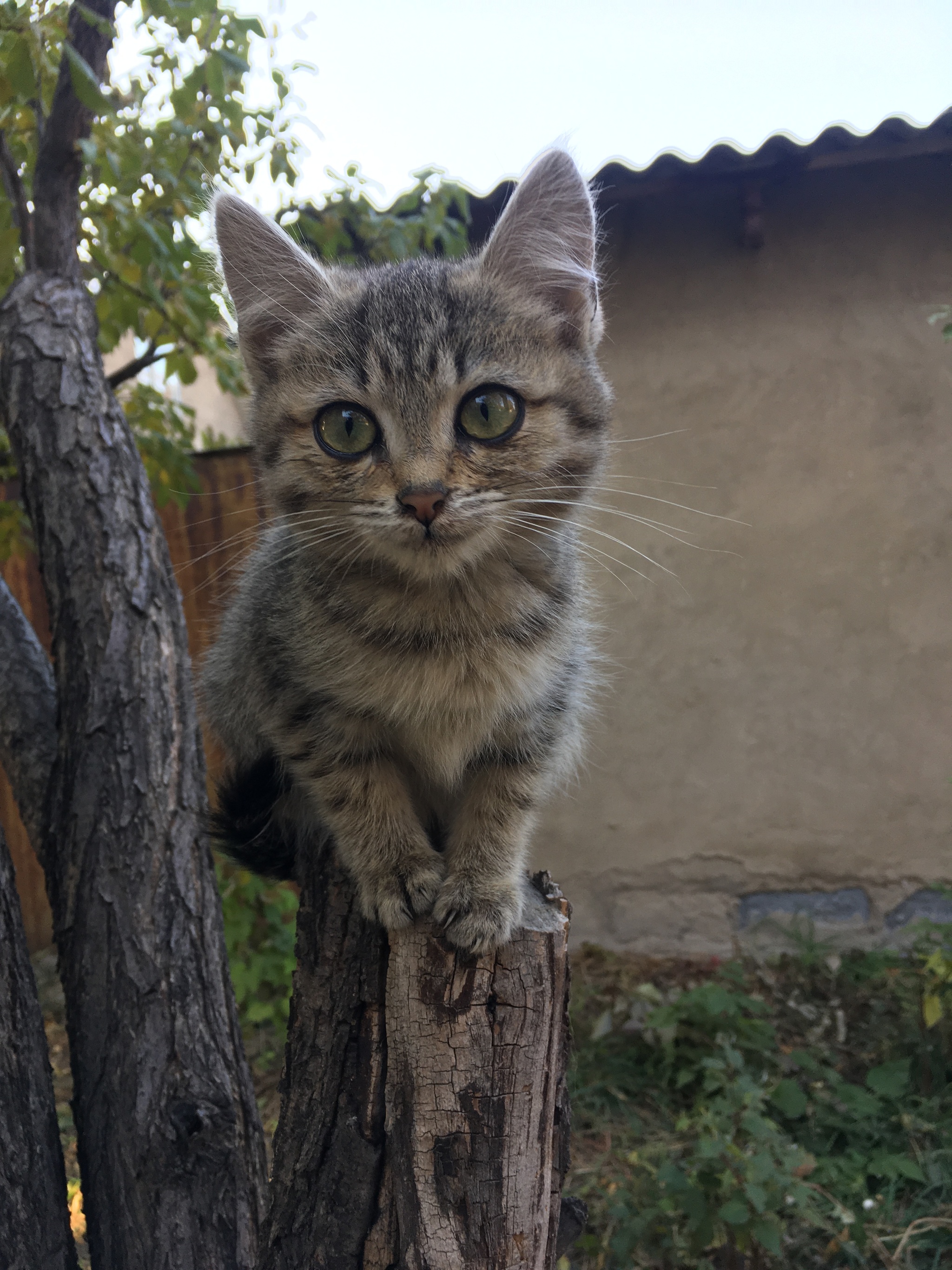 Masik-Shmasik - My, cat, Kittens, Almaty, No rating, In good hands, Longpost, Kazakhstan