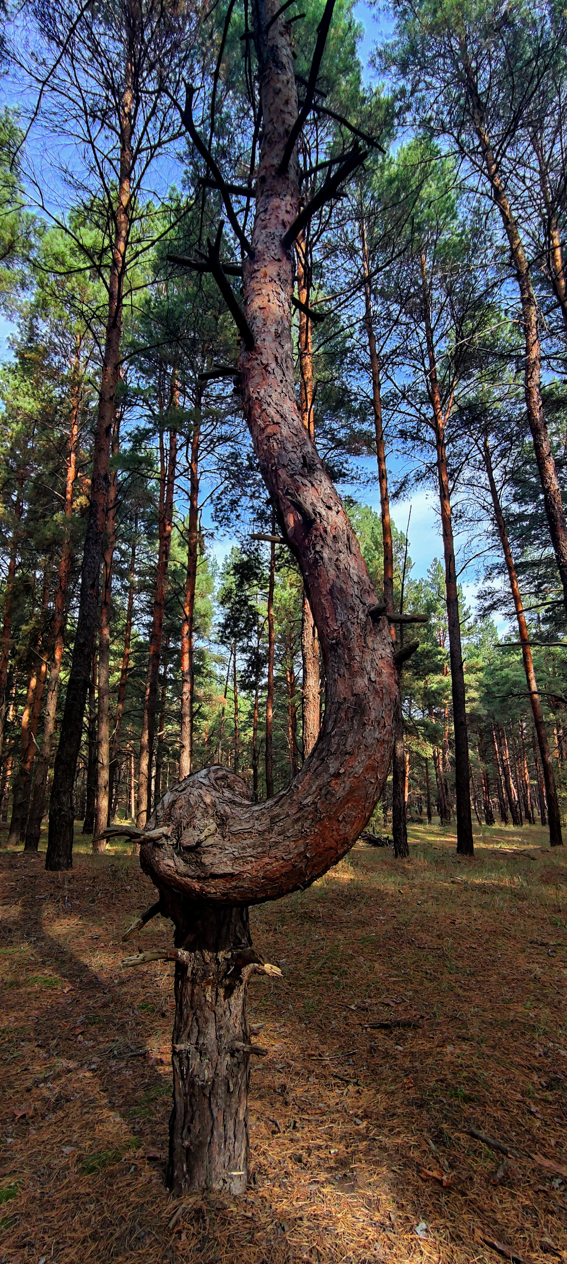 Прогулка по лесу - Моё, Лес, Грибы, Фотография, Длиннопост