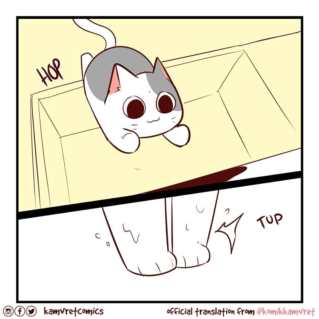 Cat problems - Comics, Komikkamvret, cat, Wash your hands, Hygiene, Longpost, Translated by myself