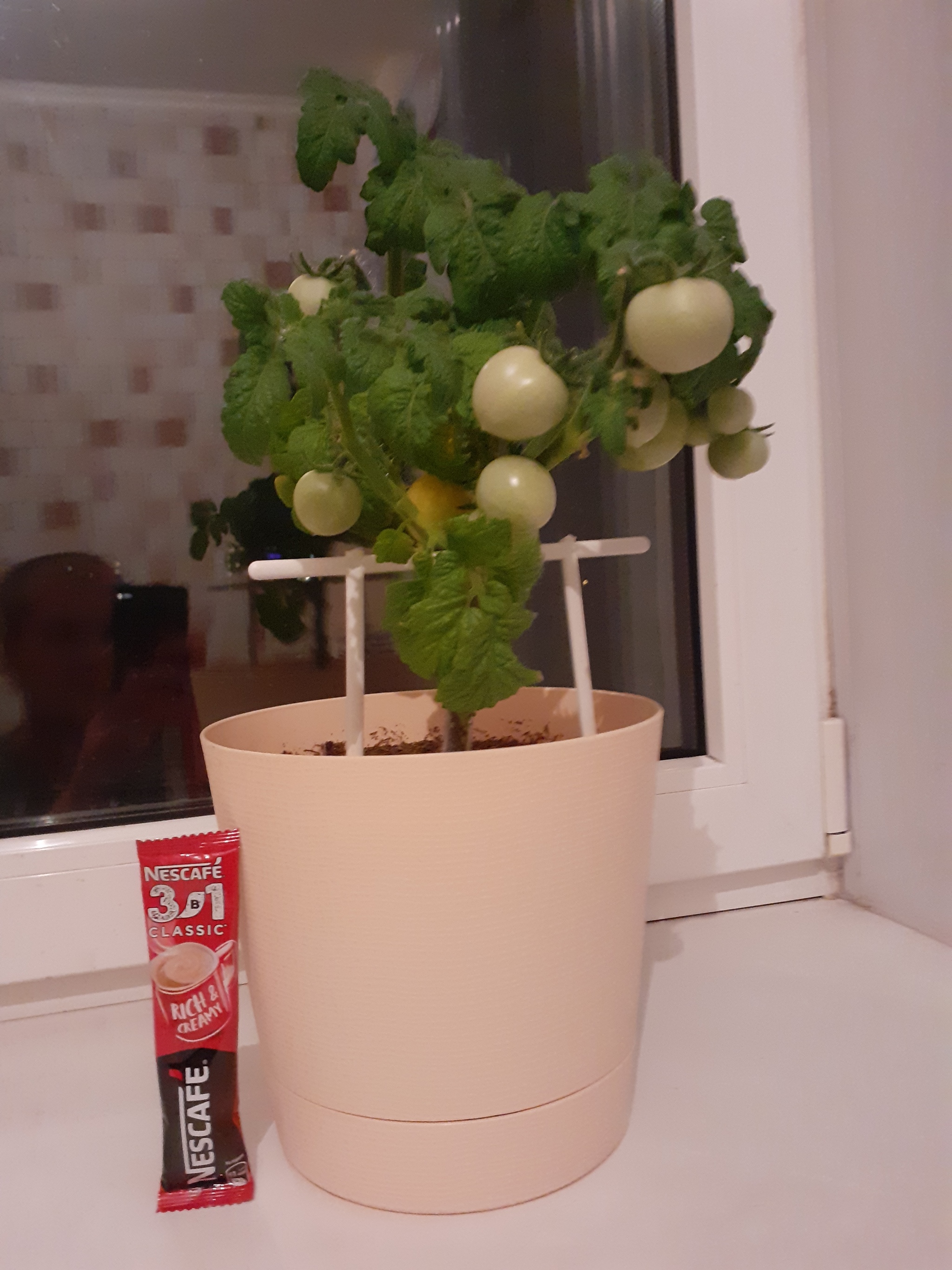 Post off topic - My, Gardening, Cherry tomatoes, Longpost