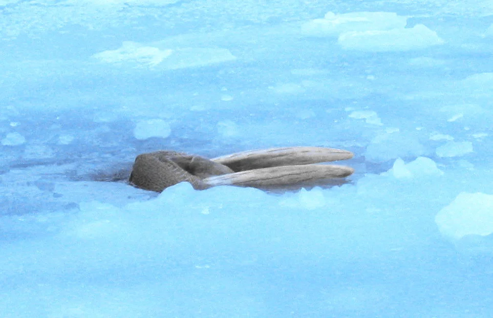 Walrus: A special “chain mail” that even gunfire rarely penetrates. What else surprises the giant of the North? - Animals, Walruses, Nature, Animal book, Longpost, Yandex Zen