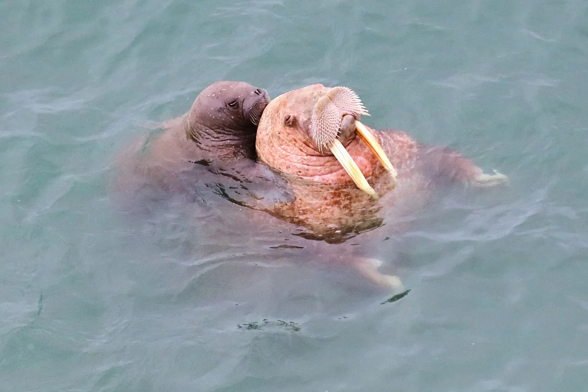 Walrus: A special “chain mail” that even gunfire rarely penetrates. What else surprises the giant of the North? - Animals, Walruses, Nature, Animal book, Longpost, Yandex Zen