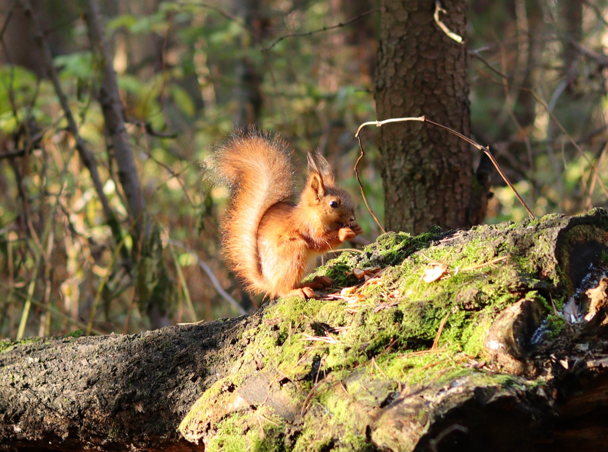 Post #7797931 - My, The photo, Forest, Squirrel, Birds, Canon, Beginning photographer, Longpost